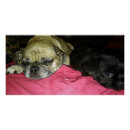 Search for pug mum posters Cute