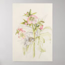 Search for hellebore posters Botanical