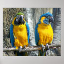 Search for cheeky posters Bird