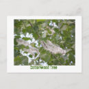 Search for horticultural horizontal postcards Flora