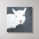 Search for goat canvas prints Nature