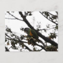 Search for senegal postcards Bird