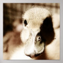 Search for ducklings art Bird