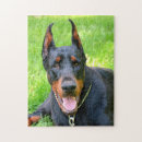 Search for doberman pinscher puzzles Black and rust