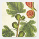 Search for figs stickers Botanical