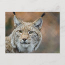 Search for lynxes postcards Travel