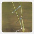 Search for damselflies stickers Nature
