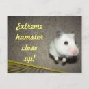 Search for hamster postcards Rodent