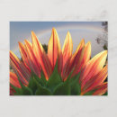 Search for meteorological postcards Sky