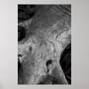 Search for tree roots posters Photography