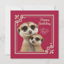 Search for meerkat cards Cute meerkats