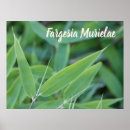 Search for hedge posters Leaves
