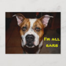 Search for ears postcards Dog