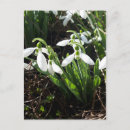 Search for spring flower postcards Plants