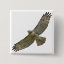 Search for soar badges Hawk