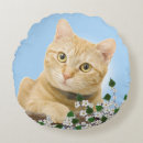 Search for ginger cat cushions Pet