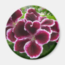 Search for regal magnets Nature