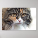 Search for stern Cat