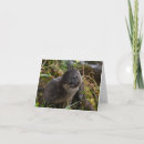 Search for otters photography Nature