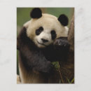 Search for giant sympathy cards Shaanxi province