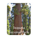 Search for sequoia national park magnets Nature