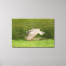 Search for owl pics canvas prints Animal