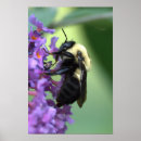 Search for pollinator posters Pollen