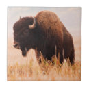 Search for american tiles Cow