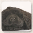 Search for newfoundland coasters Black
