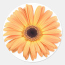 Search for macro small stickers Petals