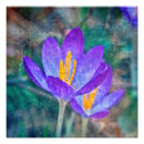 Search for spring crocus art Yellow