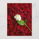 Search for rose background postcards Leaves