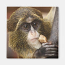 Search for monkey photo magnets Monkeys