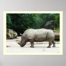 Search for rhinos posters Animal