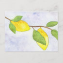 Search for lemon tree postcards Citrus fruit