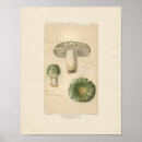 Search for edible mushroom posters Fungus