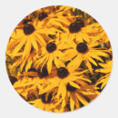 Search for black eyed susan flower stickers Photography