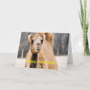 Search for camel quotes Wednesday