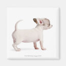 Search for weeks magnets Dog