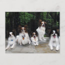 Search for kennel postcards Breed