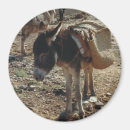 Search for mule magnets Animal