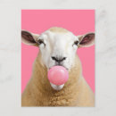 Search for white sheeps postcards Funny