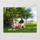 Search for nature border postcards Animals