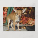 Search for chiwawa postcards Cute