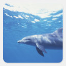 Search for cozumel stickers Sea