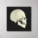 Search for temporal bone Anatomy