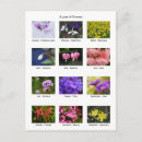Search for fuchsia rose postcards Roses