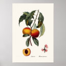 Search for vintage peach illustration posters Botany