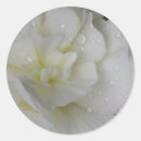 Search for begonia stickers White