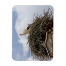 Search for stork magnets Bird